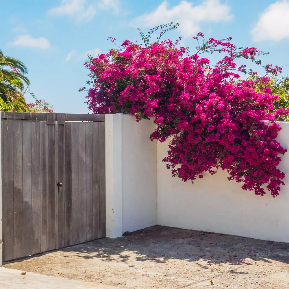 Fast Growing Trees Barbara Karst Bougainvillea 7 Fast Growing Trees Barbara Karst Bougainvillea