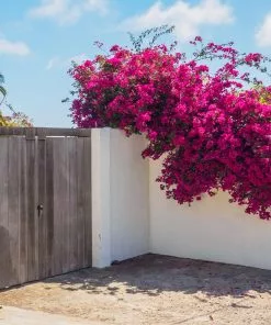Fast Growing Trees Our Newest Arrivals Barbara Karst Bougainvillea