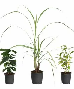 Fast Growing Trees Full Landscape Kits For Any Climate Barista Kit