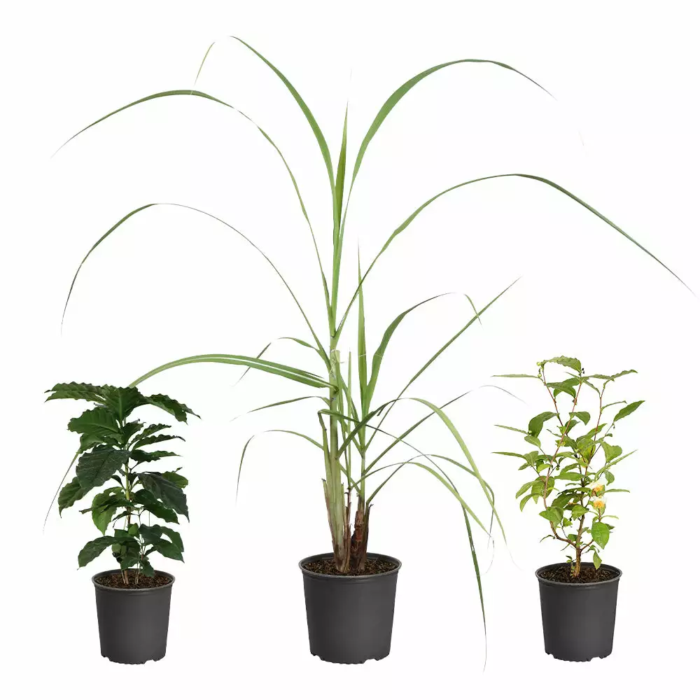 Fast Growing Trees Full Landscape Kits For Any Climate Barista Kit 4 Fast Growing Trees Full Landscape Kits For Any Climate Barista Kit