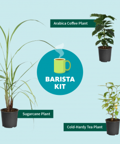 Fast Growing Trees Full Landscape Kits For Any Climate Barista Kit 11 Fast Growing Trees Full Landscape Kits For Any Climate Barista Kit