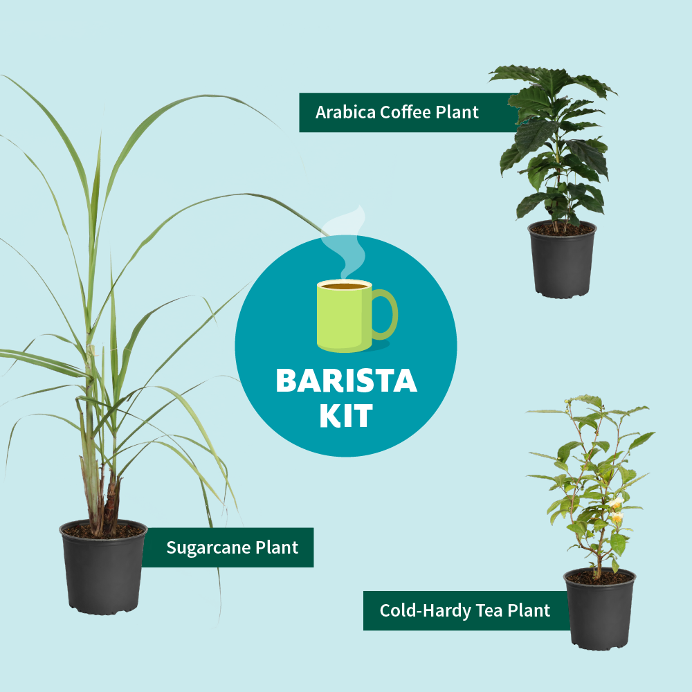 Fast Growing Trees Full Landscape Kits For Any Climate Barista Kit 5 Fast Growing Trees Full Landscape Kits For Any Climate Barista Kit