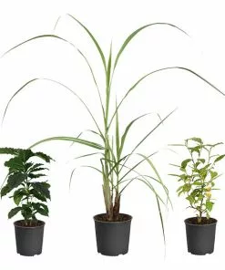 Fast Growing Trees Full Landscape Kits For Any Climate Barista Kit