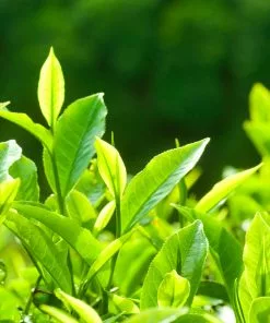 Fast Growing Trees Full Landscape Kits For Any Climate Barista Kit 15 Fast Growing Trees Full Landscape Kits For Any Climate Barista Kit