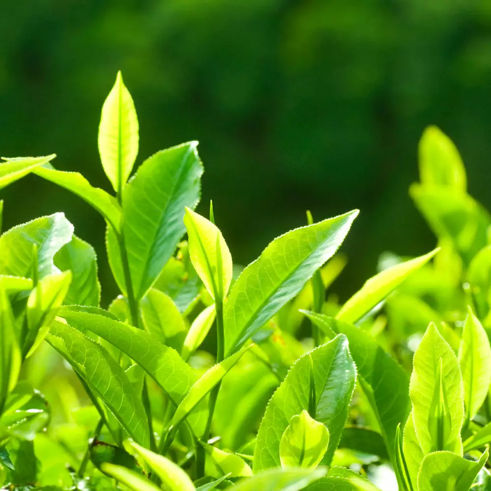 Fast Growing Trees Full Landscape Kits For Any Climate Barista Kit 9 Fast Growing Trees Full Landscape Kits For Any Climate Barista Kit