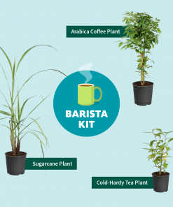 Fast Growing Trees See All House & Patio Arabica Coffee Plant 14 Fast Growing Trees See All House & Patio Arabica Coffee Plant