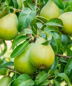 Fast Growing Trees 4-in-1 Pear Surprise Tree Pear Trees 9 Fast Growing Trees 4-in-1 Pear Surprise Tree Pear Trees