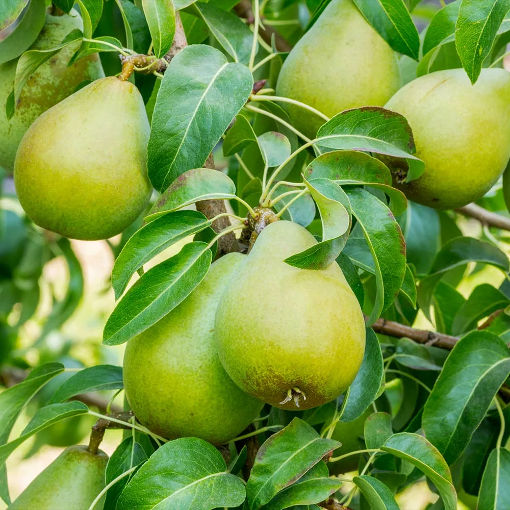 Fast Growing Trees 4-in-1 Pear Surprise Tree Pear Trees 5 Fast Growing Trees 4-in-1 Pear Surprise Tree Pear Trees