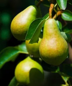 Fast Growing Trees Bartlett Pear Tree Pear Trees