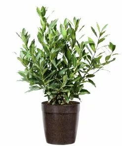 Fast Growing Trees Laurel Shrubs Bay Laurel 14 Fast Growing Trees Laurel Shrubs Bay Laurel