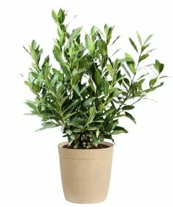 Fast Growing Trees Laurel Shrubs Bay Laurel 15 Fast Growing Trees Laurel Shrubs Bay Laurel