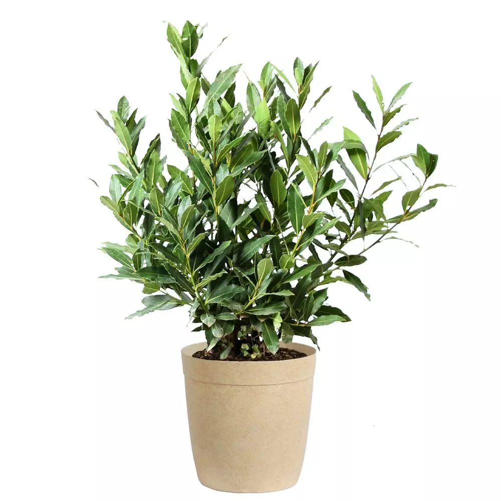 Fast Growing Trees Laurel Shrubs Bay Laurel 8 Fast Growing Trees Laurel Shrubs Bay Laurel