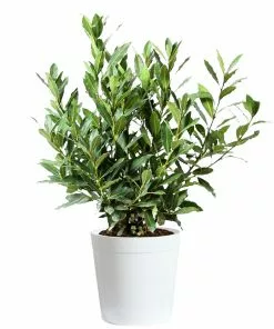 Fast Growing Trees Laurel Shrubs Bay Laurel 17 Fast Growing Trees Laurel Shrubs Bay Laurel
