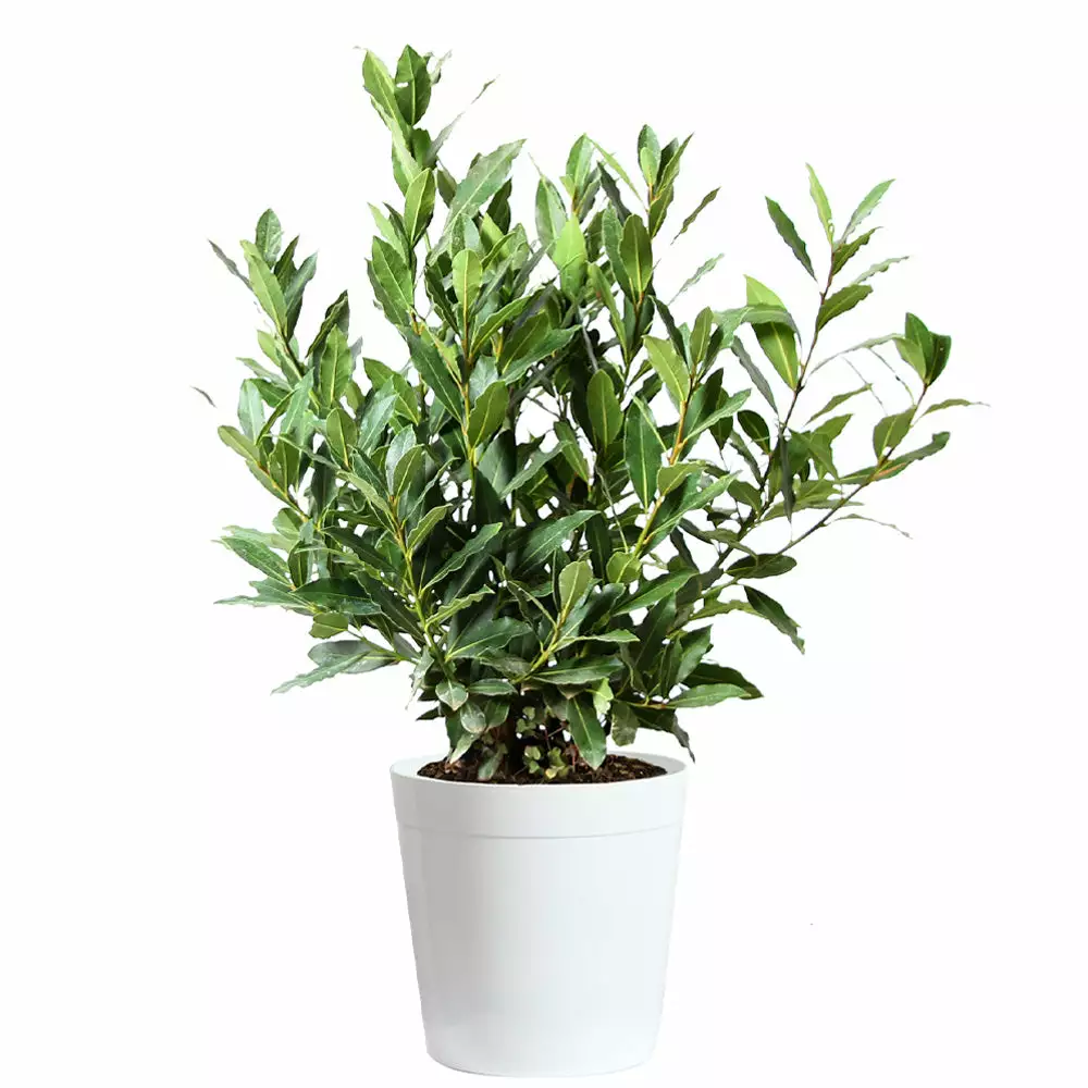 Fast Growing Trees Laurel Shrubs Bay Laurel 10 Fast Growing Trees Laurel Shrubs Bay Laurel