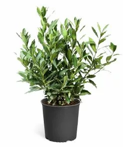 Fast Growing Trees Laurel Shrubs Bay Laurel 16 Fast Growing Trees Laurel Shrubs Bay Laurel