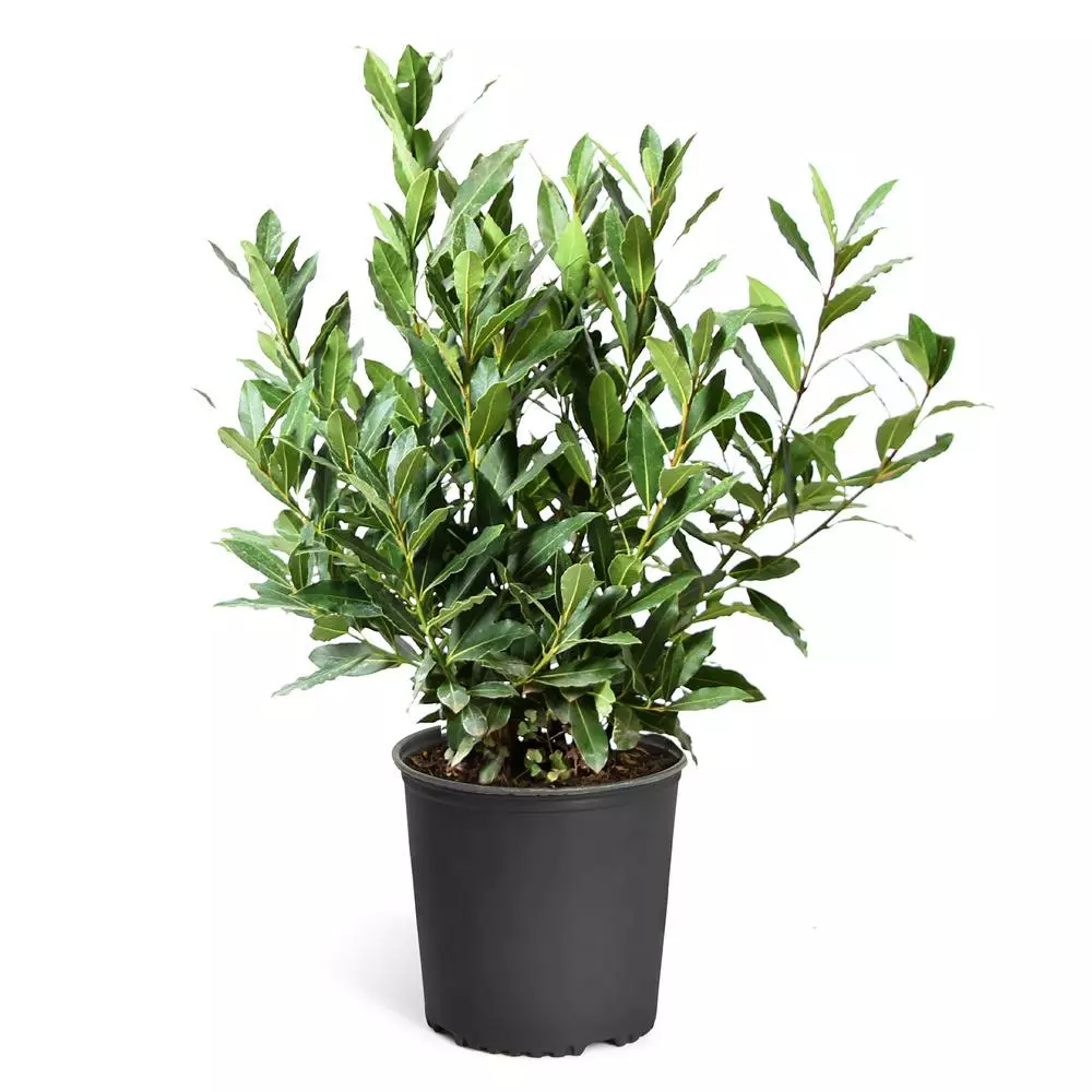 Fast Growing Trees Laurel Shrubs Bay Laurel 9 Fast Growing Trees Laurel Shrubs Bay Laurel
