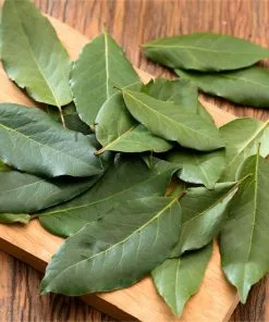 Fast Growing Trees Laurel Shrubs Bay Laurel 13 Fast Growing Trees Laurel Shrubs Bay Laurel