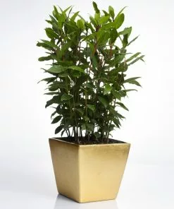 Fast Growing Trees Laurel Shrubs Bay Laurel 12 Fast Growing Trees Laurel Shrubs Bay Laurel