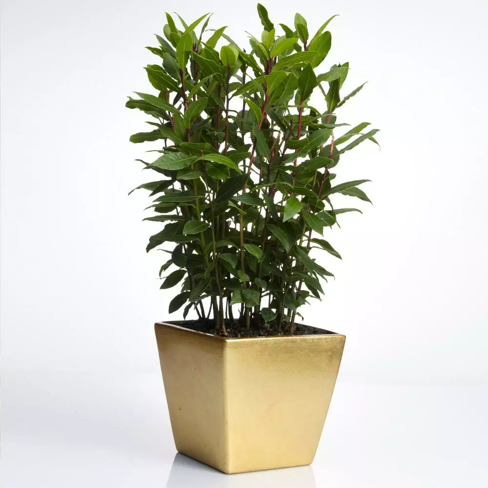 Fast Growing Trees Laurel Shrubs Bay Laurel 5 Fast Growing Trees Laurel Shrubs Bay Laurel