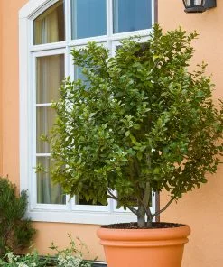 Fast Growing Trees Laurel Shrubs Bay Laurel 11 Fast Growing Trees Laurel Shrubs Bay Laurel