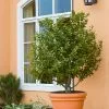 Fast Growing Trees Laurel Shrubs Bay Laurel 2 Fast Growing Trees Laurel Shrubs Bay Laurel