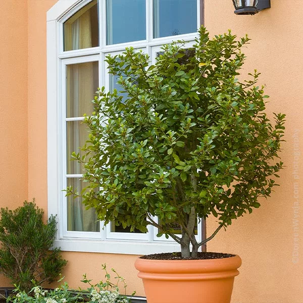 Fast Growing Trees Laurel Shrubs Bay Laurel 3 Fast Growing Trees Laurel Shrubs Bay Laurel