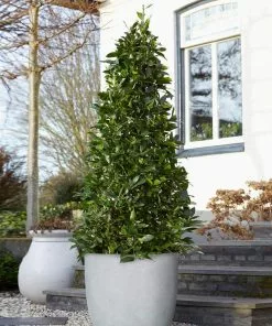 Fast Growing Trees Bay Laurel Tree