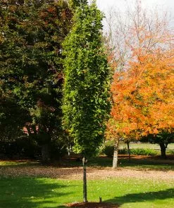 Fast Growing Trees Beacon Swamp White Oak Tree