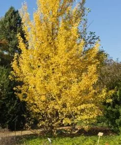 Fast Growing Trees Beijing Gold Ginkgo Tree