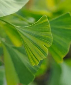 Fast Growing Trees Beijing Gold Ginkgo Tree