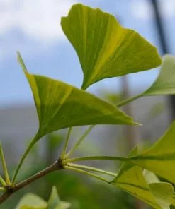 Fast Growing Trees Beijing Gold Ginkgo Tree