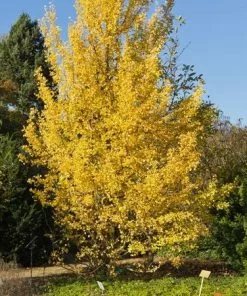 Fast Growing Trees Beijing Gold Ginkgo Tree