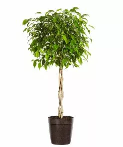 Fast Growing Trees Air Purifying House Plants Braided Benjamina Ficus Tree 19 Fast Growing Trees Air Purifying House Plants Braided Benjamina Ficus Tree