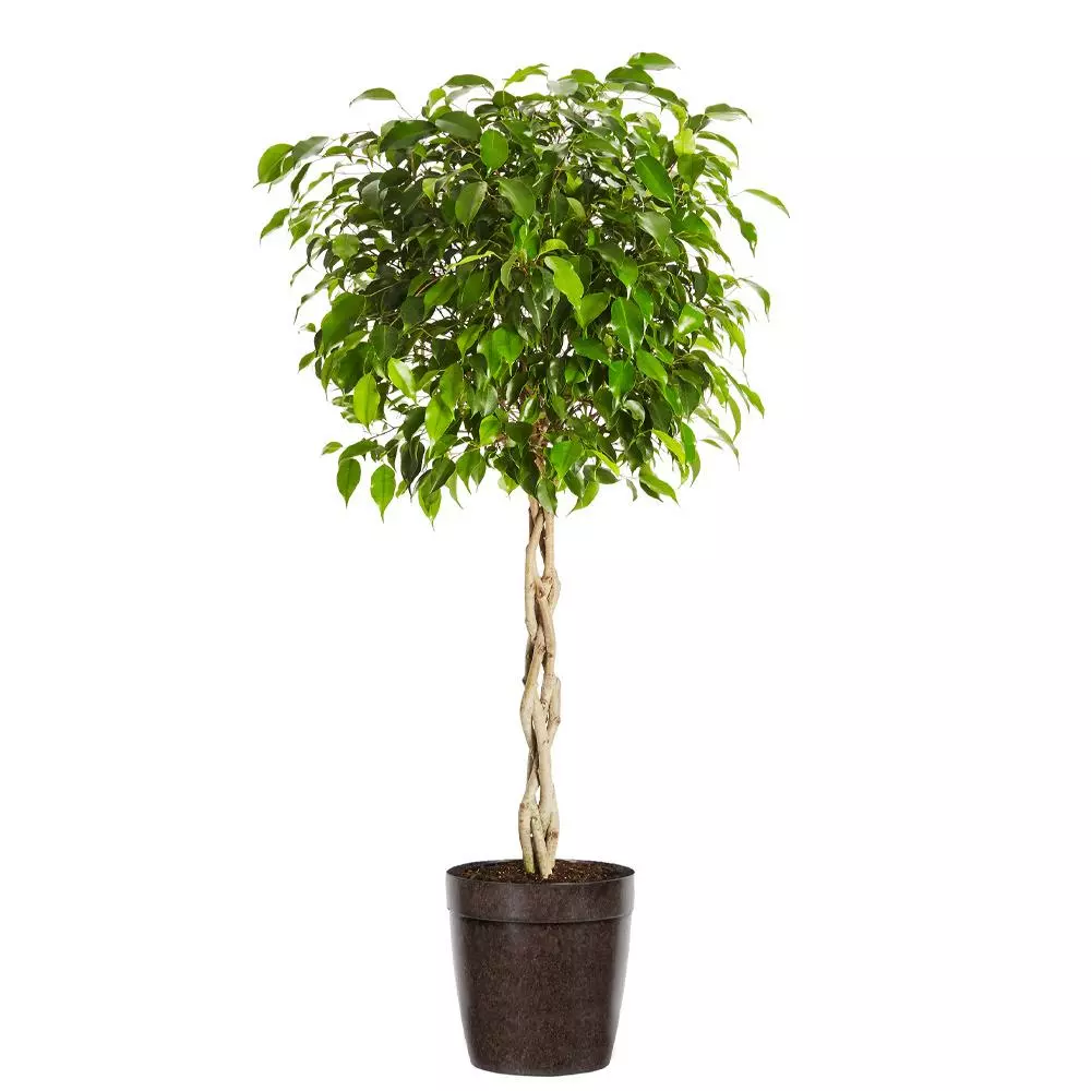 Fast Growing Trees Air Purifying House Plants Braided Benjamina Ficus Tree 9 Fast Growing Trees Air Purifying House Plants Braided Benjamina Ficus Tree