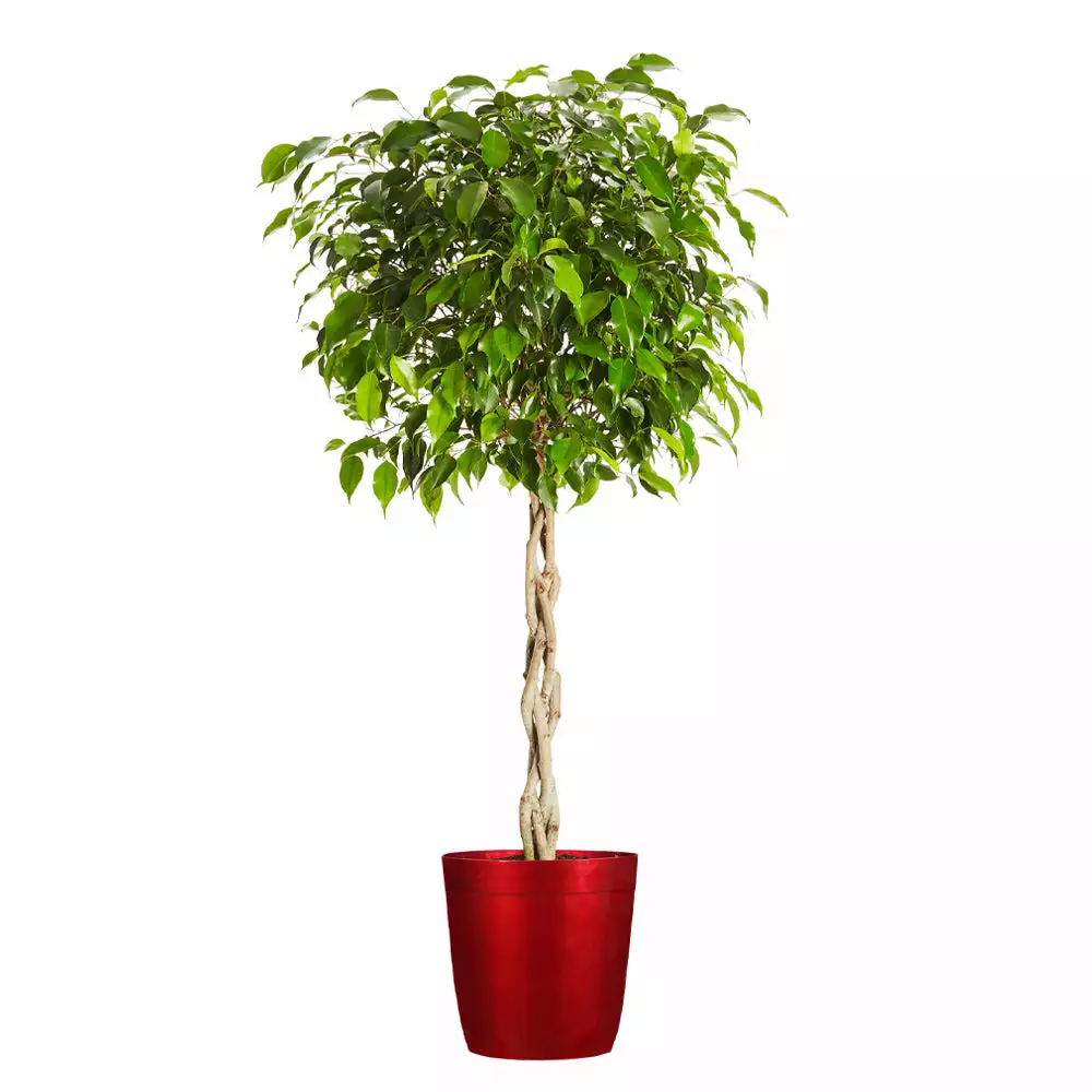 Fast Growing Trees Air Purifying House Plants Braided Benjamina Ficus Tree 12 Fast Growing Trees Air Purifying House Plants Braided Benjamina Ficus Tree