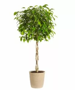 Fast Growing Trees Air Purifying House Plants Braided Benjamina Ficus Tree 18 Fast Growing Trees Air Purifying House Plants Braided Benjamina Ficus Tree