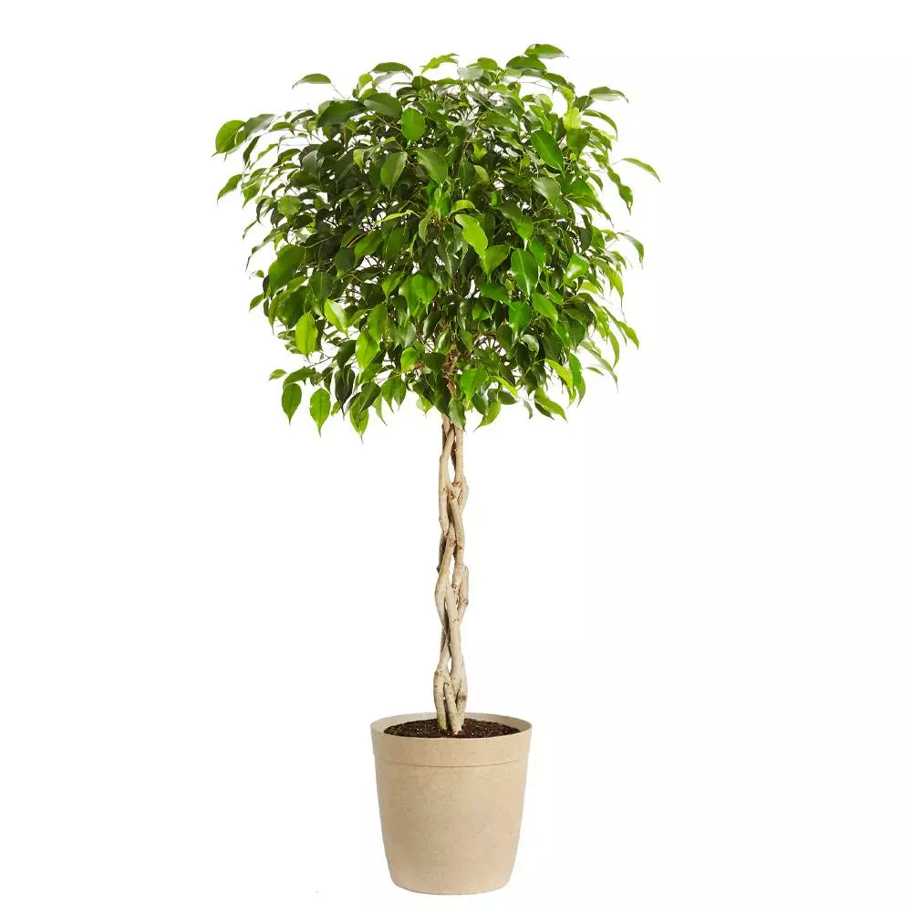 Fast Growing Trees Air Purifying House Plants Braided Benjamina Ficus Tree 8 Fast Growing Trees Air Purifying House Plants Braided Benjamina Ficus Tree