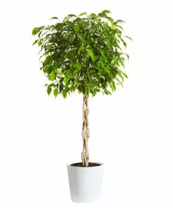 Fast Growing Trees Air Purifying House Plants Braided Benjamina Ficus Tree 21 Fast Growing Trees Air Purifying House Plants Braided Benjamina Ficus Tree