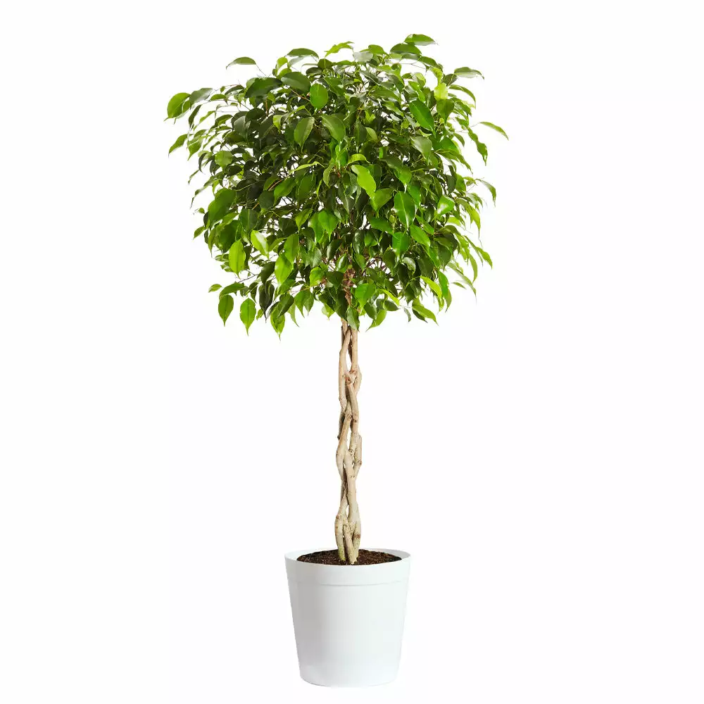 Fast Growing Trees Air Purifying House Plants Braided Benjamina Ficus Tree 11 Fast Growing Trees Air Purifying House Plants Braided Benjamina Ficus Tree