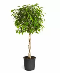 Fast Growing Trees Air Purifying House Plants Braided Benjamina Ficus Tree 20 Fast Growing Trees Air Purifying House Plants Braided Benjamina Ficus Tree