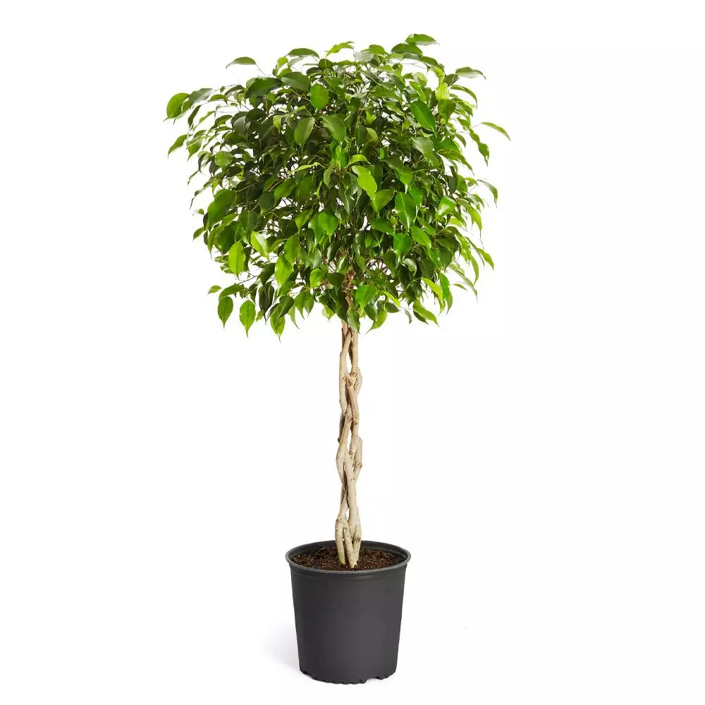Fast Growing Trees Air Purifying House Plants Braided Benjamina Ficus Tree 10 Fast Growing Trees Air Purifying House Plants Braided Benjamina Ficus Tree