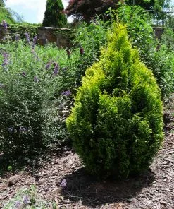 Fast Growing Trees Berckman's Gold Arborvitae Arborvitae Trees