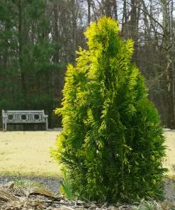 Fast Growing Trees Berckman's Gold Arborvitae Arborvitae Trees