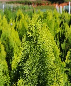 Fast Growing Trees Berckman's Gold Arborvitae Arborvitae Trees