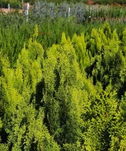 Fast Growing Trees Berckman's Gold Arborvitae Arborvitae Trees