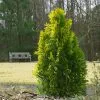 Fast Growing Trees Berckman's Gold Arborvitae Arborvitae Trees 2 Fast Growing Trees Berckman's Gold Arborvitae Arborvitae Trees