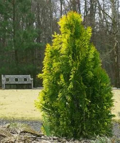 Fast Growing Trees Berckman's Gold Arborvitae Arborvitae Trees