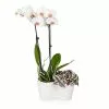 Fast Growing Trees Gift Plants White Orchid And Zebrina Plant 1 Fast Growing Trees Gift Plants White Orchid And Zebrina Plant