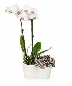 Fast Growing Trees Gift Plants White Orchid And Zebrina Plant