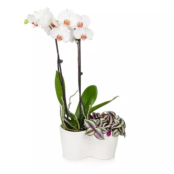 Fast Growing Trees Gift Plants White Orchid And Zebrina Plant 3 Fast Growing Trees Gift Plants White Orchid And Zebrina Plant